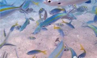 美人鱼潜水怎么呼吸